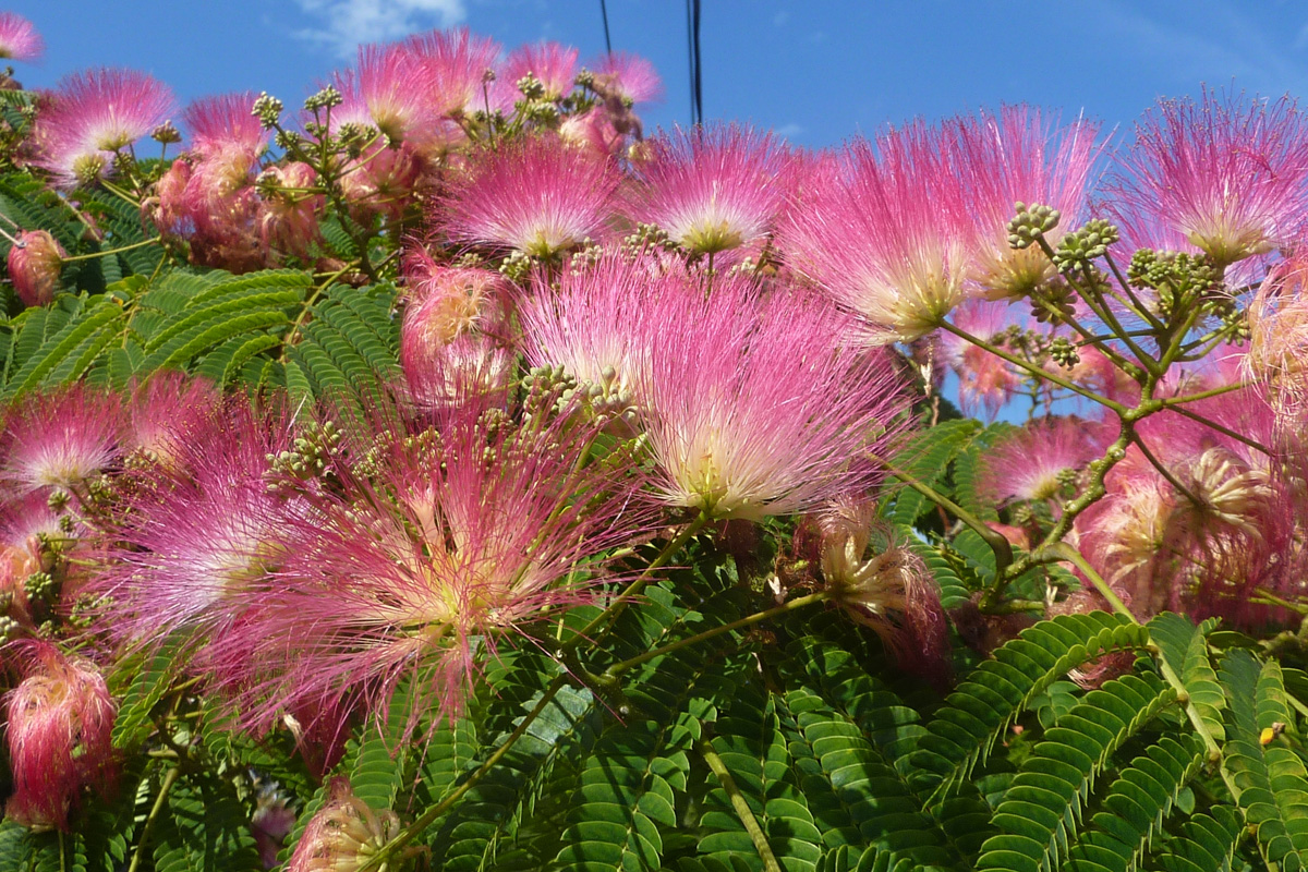 Albizia julibrissin