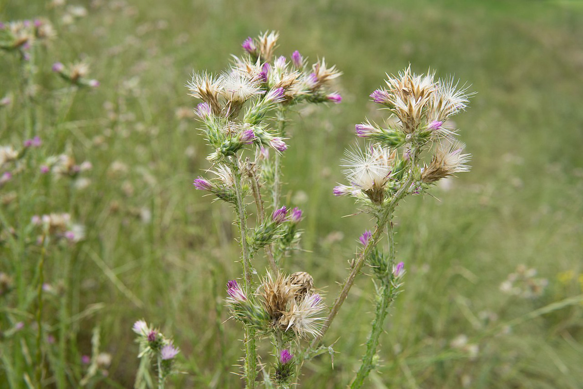 Carduus tenuiflorus