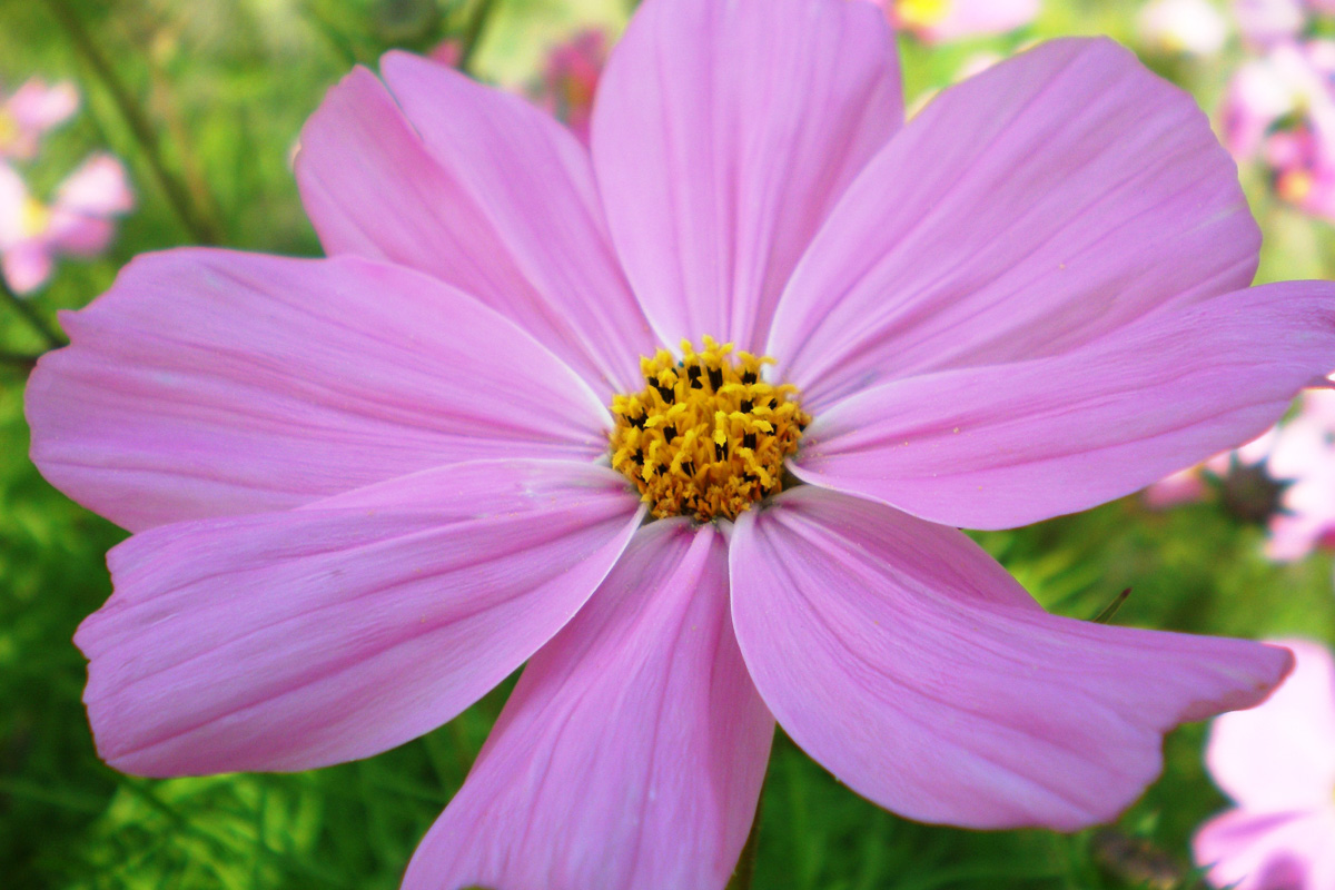 Cosmos Bipinnatus