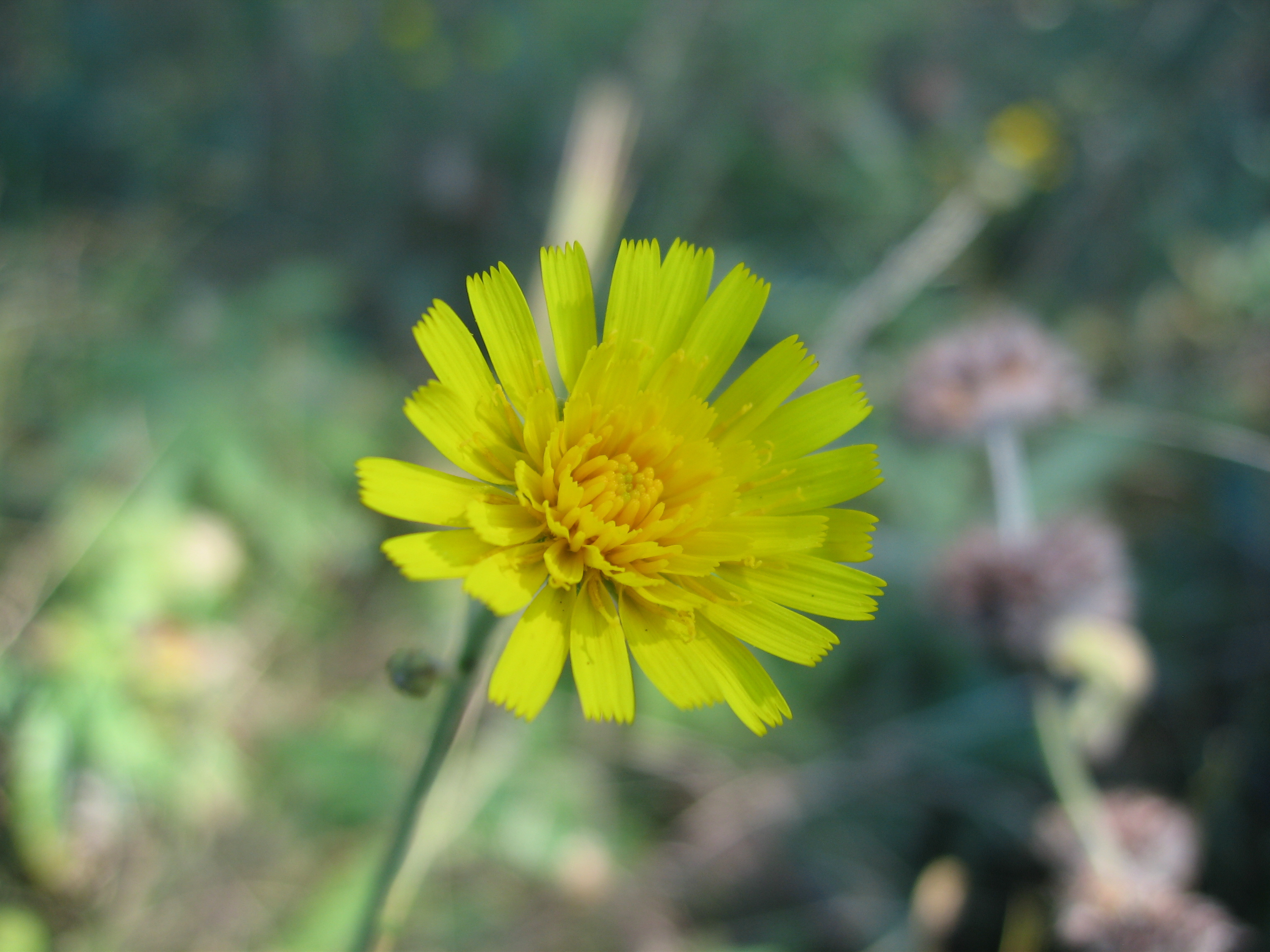 Hieracium autumnale