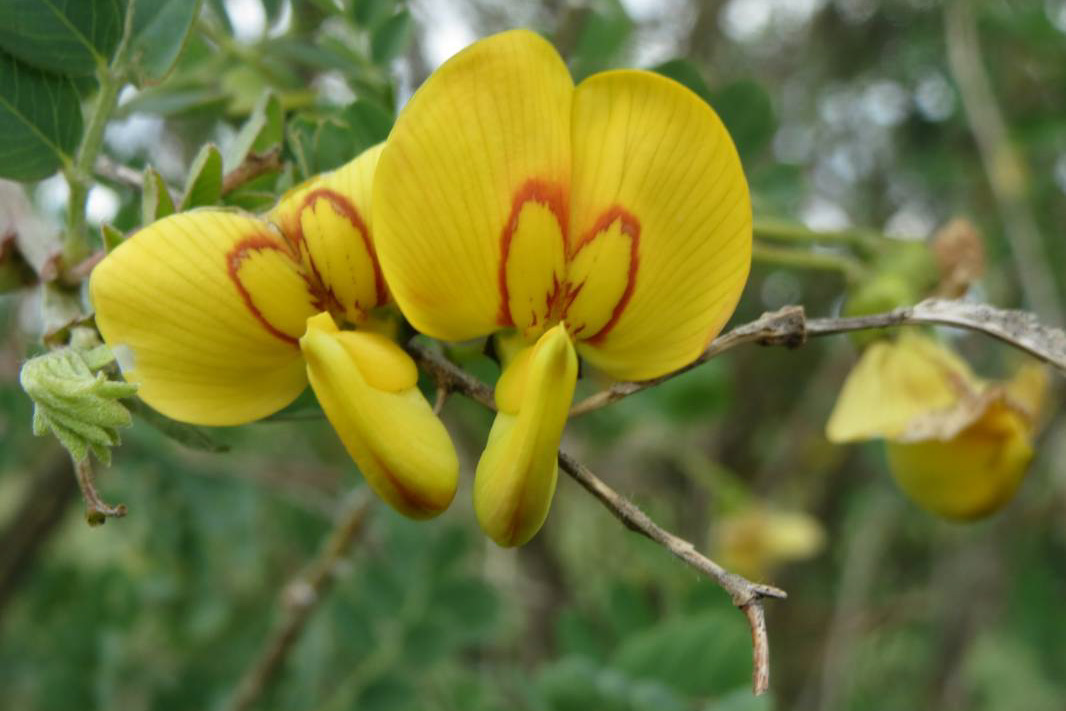 Colutea arborescens