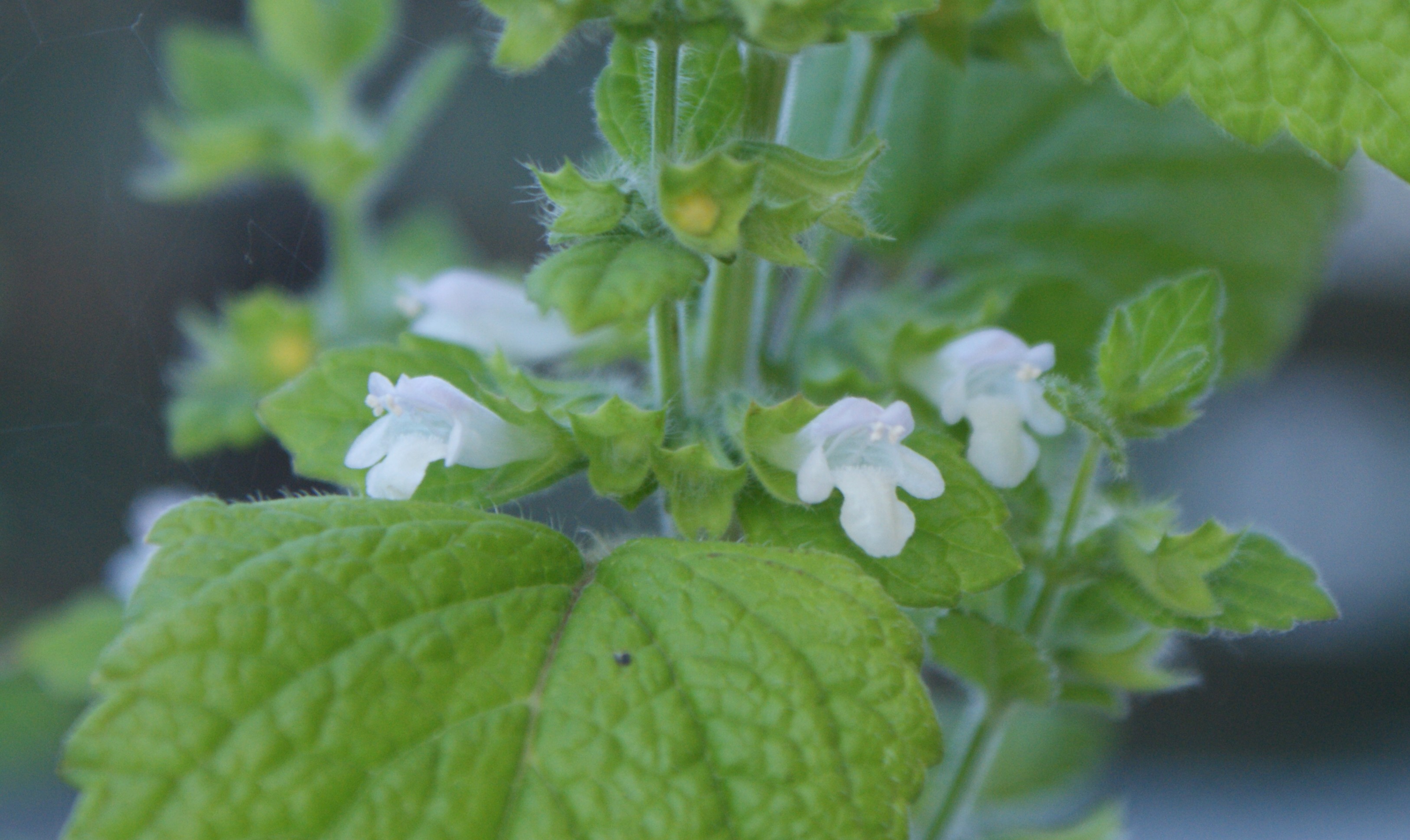 Melissa officinalis