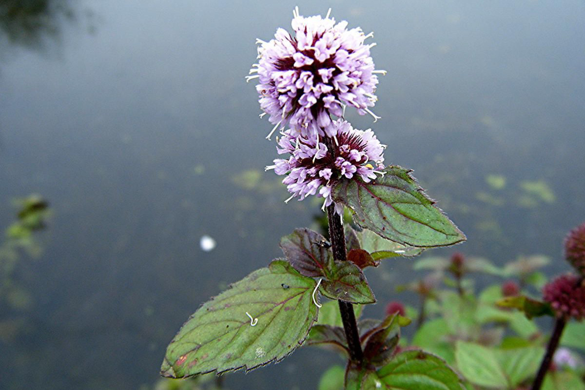 Mentha aquatica