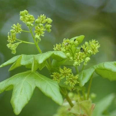 Acer campestre