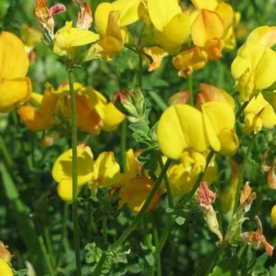 Lotus corniculatus