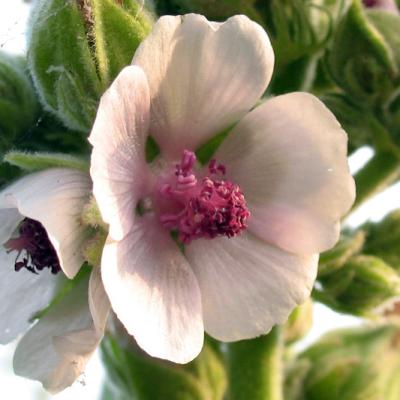 Althaea officinalis