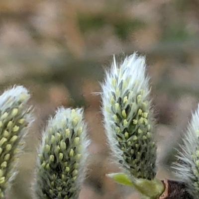 salix cinerea