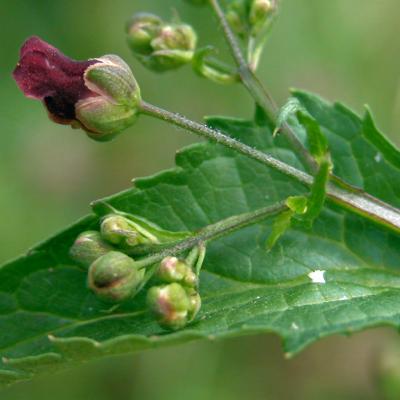 Scrophularia umbrosa