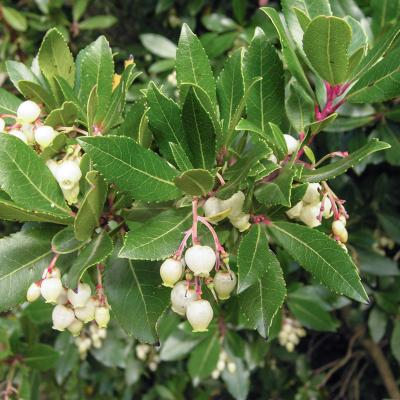 Arbutus unedo