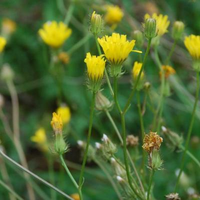 Crepis Setosa