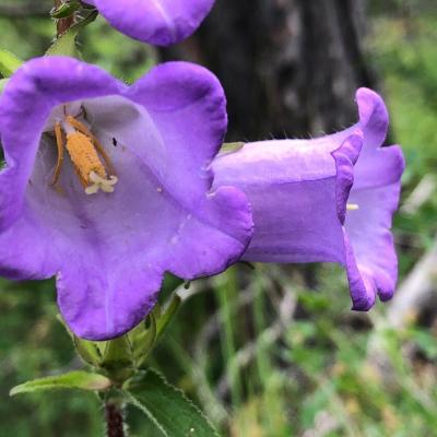 Campanula media