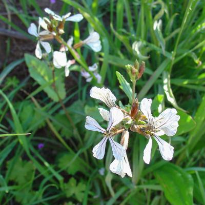 Eruca Vesicaria