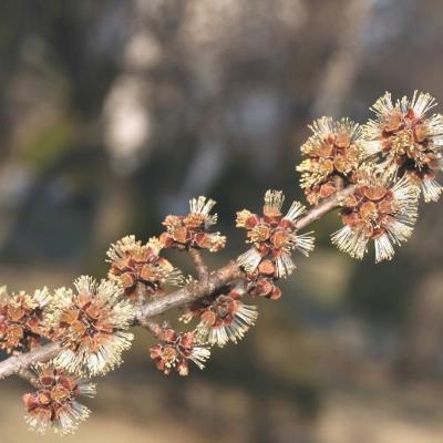 acer saccharinum