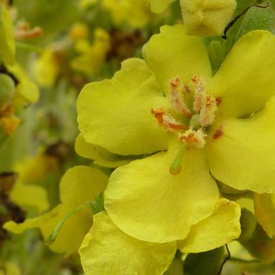 Verbascum thapsus