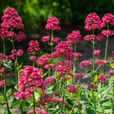 Centranthus ruber
