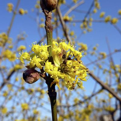 Cornus mas
