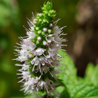 Mentha spicata