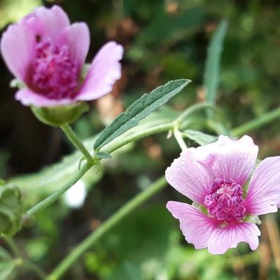 Althaea cannabina
