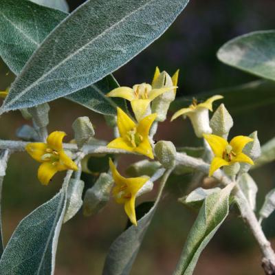 Elaeagnus angustifolia