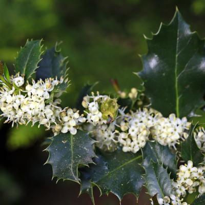 Ilex Aquifolium
