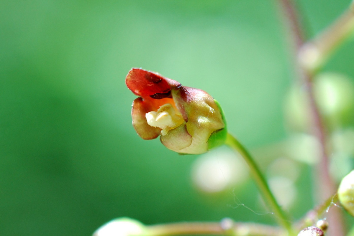 Scrophularia nodosa