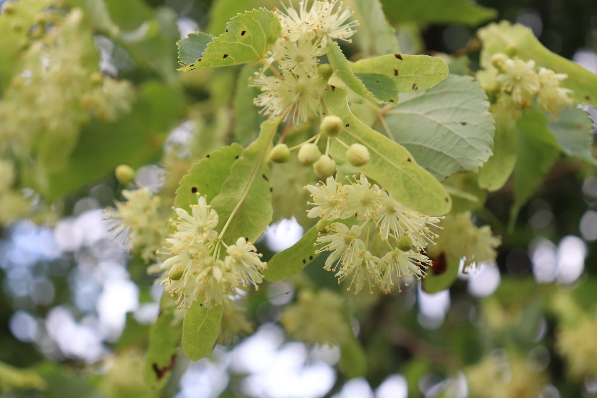 tilia platyphyllos
