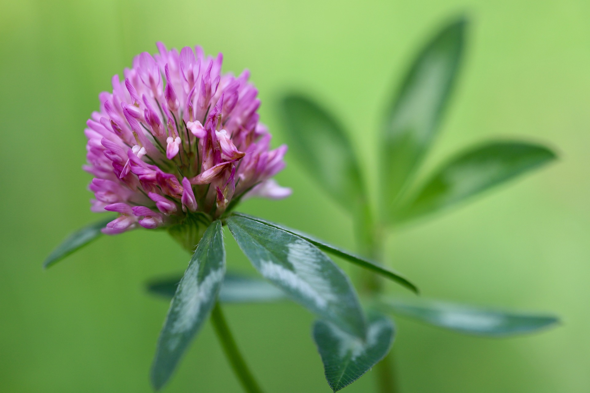 Trifolium pratense