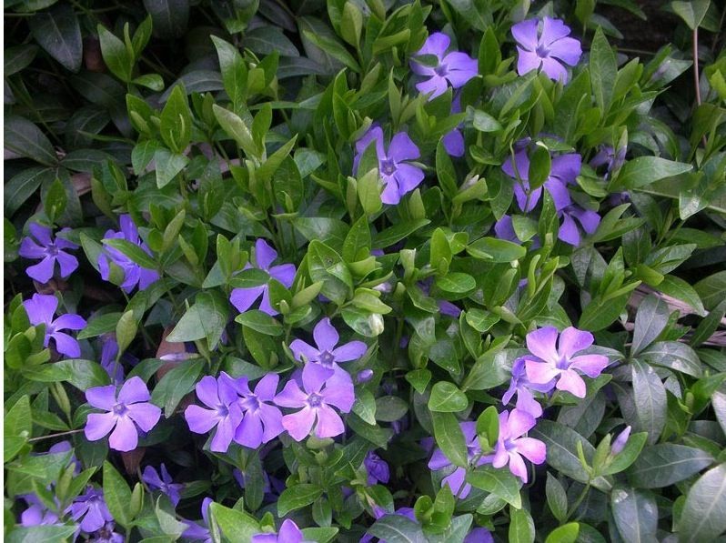 Vinca minor